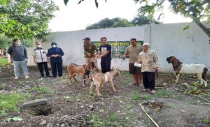 Penyembelihan dan Pembagian Hewan Kurban Hari Raya Idul Adha (1)